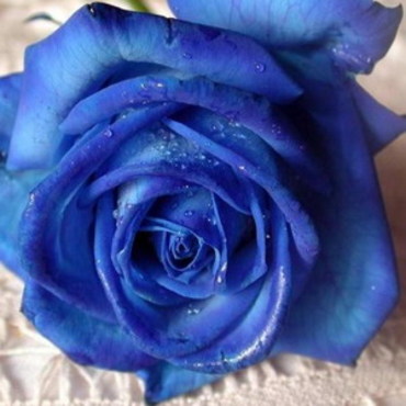 UN ROSE BLEU