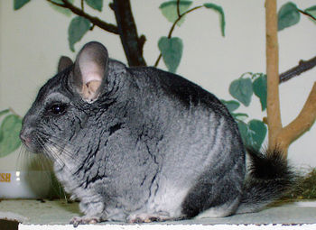 chinchilla