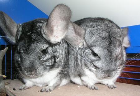 deux chinchilla