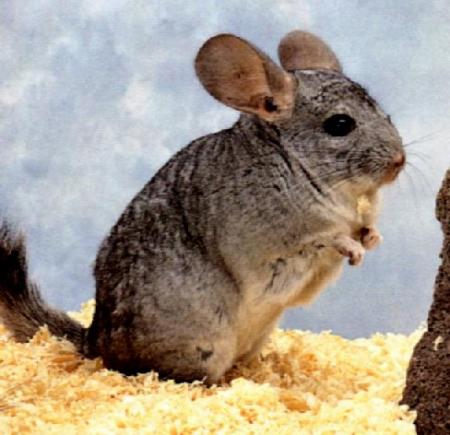 chinchilla