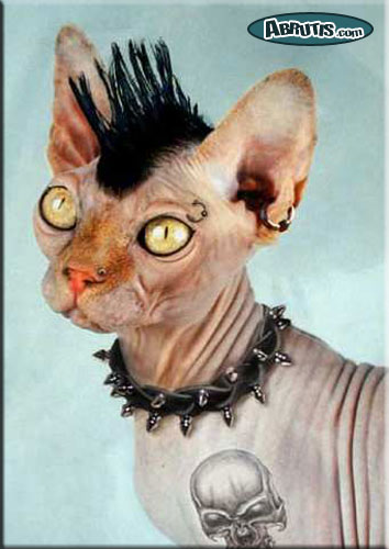 un chat punk