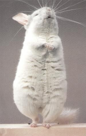 chinchilla