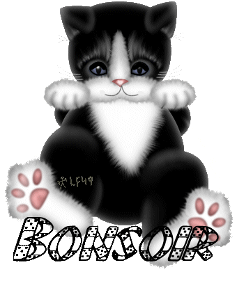 le petit chaton blanc et noir