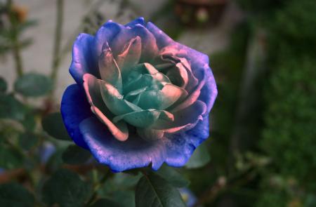 une rose bleu